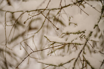 abstract bits of nature in winter snow