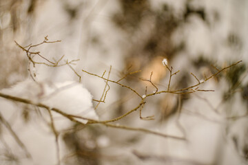abstract bits of nature in winter snow