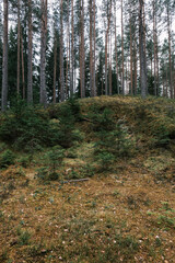 Obraz premium moss covered tree trunks in wild forest