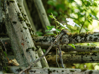 moss covered tree trunks in wild forest