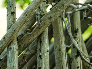moss covered tree trunks in wild forest