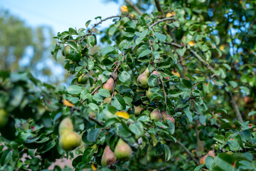 apple tree with fruits in late autumn - 708443001