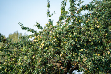 apple tree with fruits in late autumn - 708443005