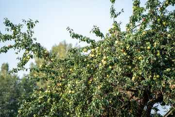 apple tree with fruits in late autumn - 708443023