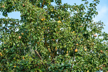 apple tree with fruits in late autumn - 708443037