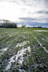 frozen agriculture fields in winter - 708443277