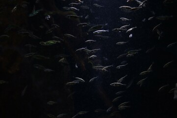Underwater dark abstract background, light reflected from little silver fish. Underwater world, aquarium, sea, ocean. Animal and sea concept
