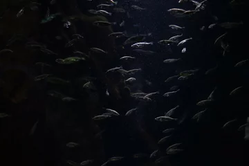 Foto auf Acrylglas Underwater dark abstract background, light reflected from little silver fish. Underwater world, aquarium, sea, ocean. Animal and sea concept © Indi