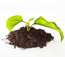 Seedling green plant on a white background
