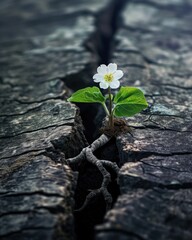 Flower's roots sprout through a wood crack.