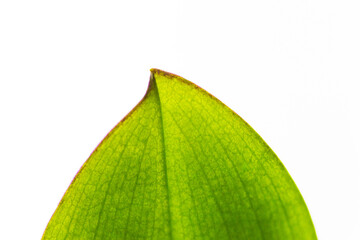 Macro leaf