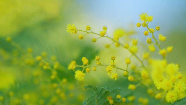 Yellow Mimosa Flowers. Holiday Spring Background. Beautiful Blooming Mimosa Or Acacia Dealbata. Shallow depth of field.