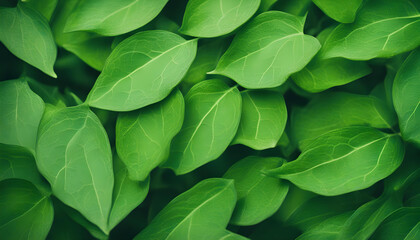beautiful close-up photo of green leaves. desktop background web design for ads and copy space print