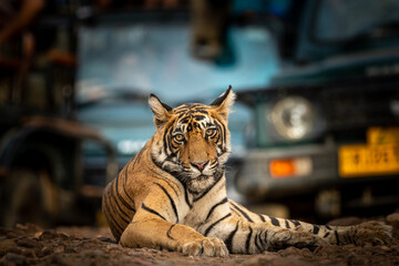 Showstopper wild male tiger or panthera tigris closeup sitting in middle of road or track a roadblock inside a jungle safari at Ranthambore National Park Forest Tiger Reserve Rajasthan India