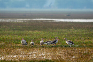 Obraz premium Greylag goose or Anser anser flock of birds or family in open grass field and wetland of keoladeo national park or bharatpur bird sanctuary rajasthan india