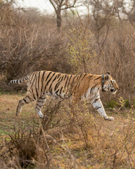 wild bengal female Tiger or panthera tigris with tracking collar on her neck famous pony or broken tail tigress on prowl in wildlife safari at sariska national park forest alwar rajasthan india asia
