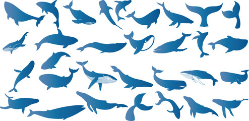 Blue whale silhouettes, ocean life vector illustration. Marine animals collection, whale diverse poses. Perfect for patterns, wallpapers, educational materials. Majestic sea creature’s beauty - obrazy, fototapety, plakaty