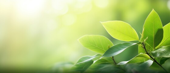 Nature green leaf under sunlight on blurred greenery background with copy space