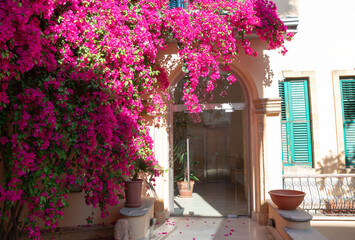 Bougainvillea blooming over the building entrance