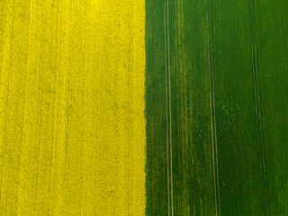 Aerial view of yellow and green fields