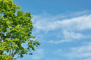 Obraz premium green leaves against blue sky