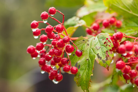Red berries of viburnum with water drops on a green background