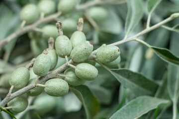 Leaves and fruit, Tree of Paradise. Elaeagnus angustifolia.