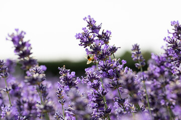 The honey bee pollinates lavender flowers. Summer background of lavender flowers with bees. 