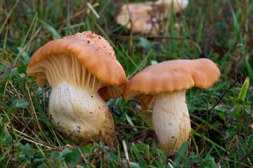 Edible mushroom Cuphophyllus pratensis in the grass. Known as Meadow Waxcap, meadow waxy cap or salmon waxy cap. Wild orange-yellow mushrooms in the forest meadow.