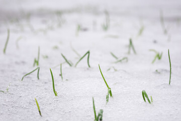 Green onions peeps out from under the snow. Spring has fallen snow on green leaves. Nature phenomenon.