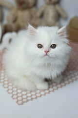 Beautiful White kitten. British longhair cat