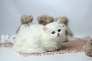 Beautiful White kitten. British longhair cat