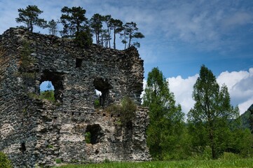 The ruins of a medieval castle, the stone walls are overgrown with hardy pine trees.
