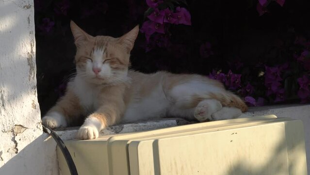 Cute street cat with lying in outdoor , relax and sleep.
