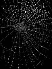 Obraz premium Spider web on black background