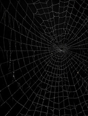 Obraz premium Spider web on black background