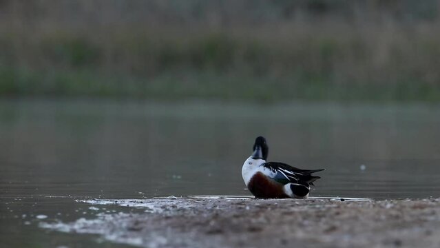 Spatula clypeata stands on the shore of a shallow bay and cleans its feathers. The bird has a big beak. Video from Northern shoveler