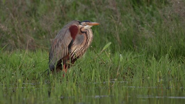 Purple heron stands in the grass. Her feathers are ruffled. The bird has eaten and is digesting the food. Beautiful video of ardea purpurea