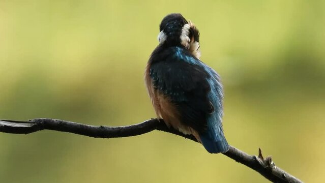 A kingfisher sits on a branch and cleans its feathers. The bird is blue. Beautiful light. Alcedo atthis	