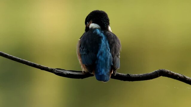 A kingfisher sits on a branch and looks out for fish. Then she catches it and eats it. Fishing birds. beautiful light.  Alcedo atthis. Blue bird