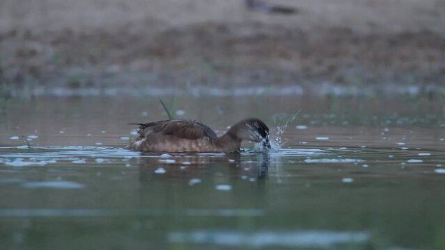 The female Common pochard feeds in shallow water. Beautiful video by Aythya ferina. The bird is wet, in drops of water.