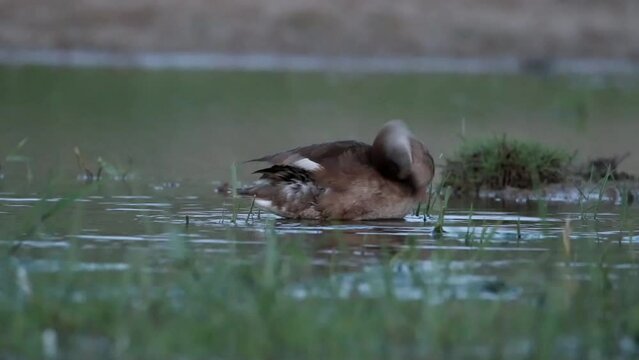 The female Common pochard cleans her feathers in shallow water. Beautiful video by Aythya ferina. The bird is wet, in drops of water.