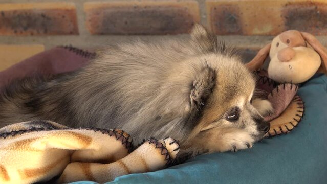 Un petit chien crois&eacute; spitz chihuahua &agrave; l'aff&ucirc;t remuant des oreilles dans son panier
