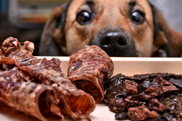Natural treats for pets. dried meat products to feed and motivate dogs. Dog food