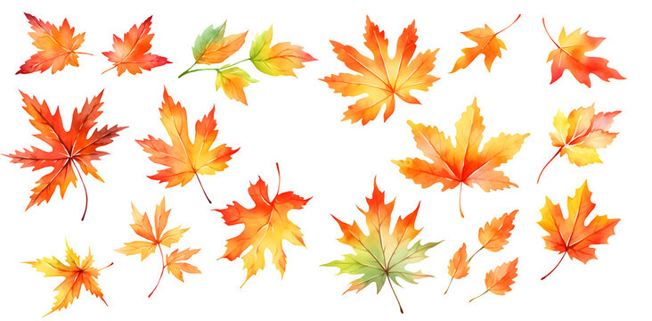 Watercolor autumn leave clipart for graphic resources