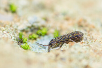 Elongate smooth springtail, genus Isotomurus