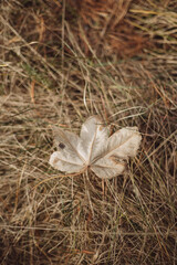 autumn season dry leaf on the ground