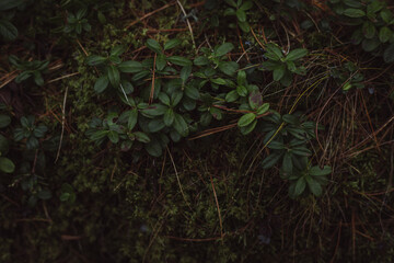 rain forest in the green landscape