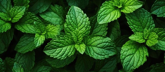 Mint leaves. Herbs for tea and healing. - obrazy, fototapety, plakaty