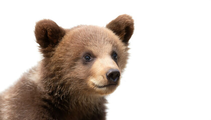 Fototapeta premium jungtier Braunbär isoliert auf weißem Hintergrund, Freisteller